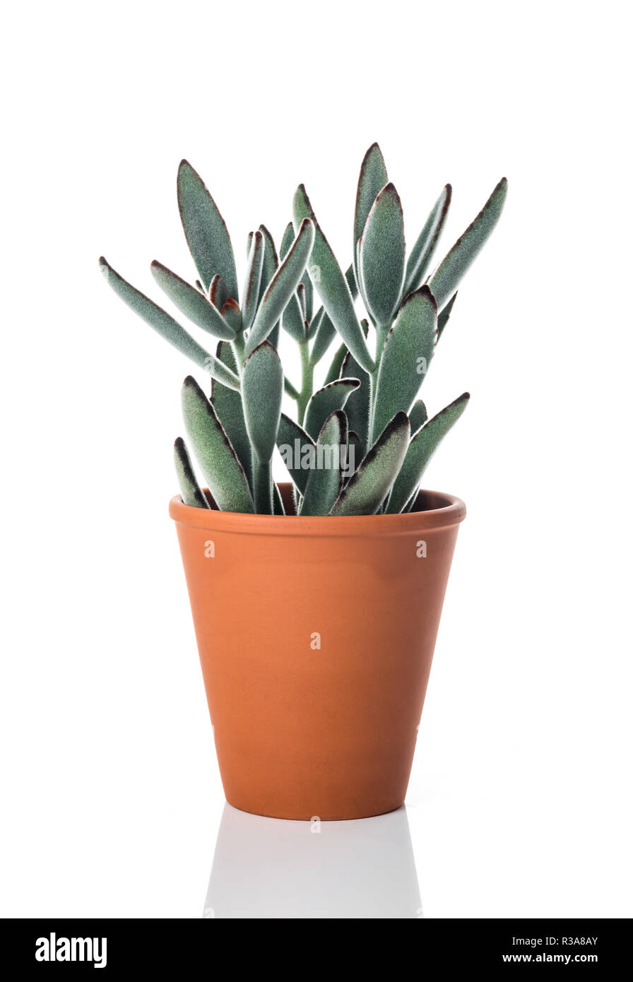 Kalanchoe tomentosa (Panda) plante, dans un pot en argile, isolé sur fond blanc. Banque D'Images