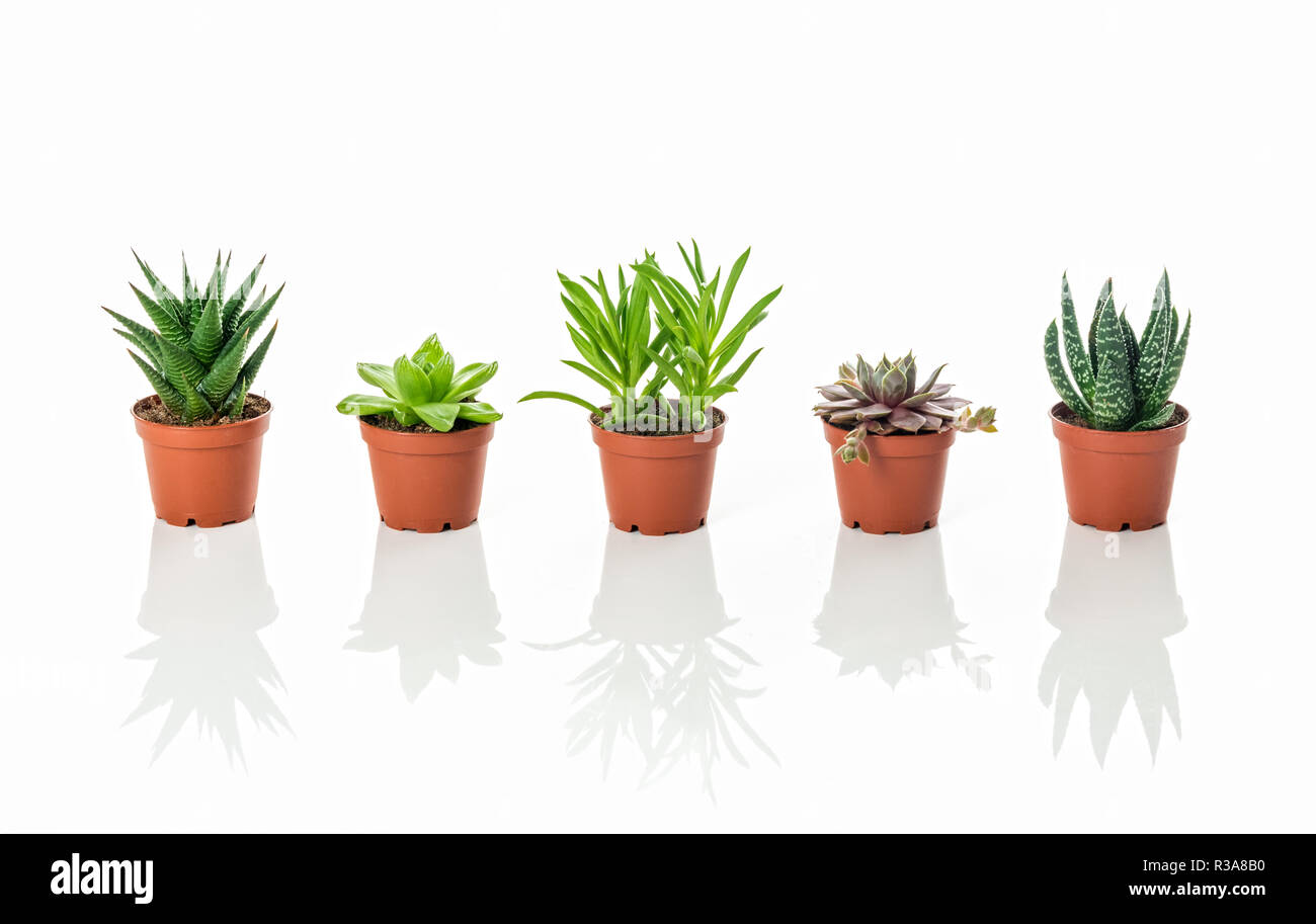 Rangée de petites plantes succulentes, sur fond blanc avec la réflexion. Banque D'Images