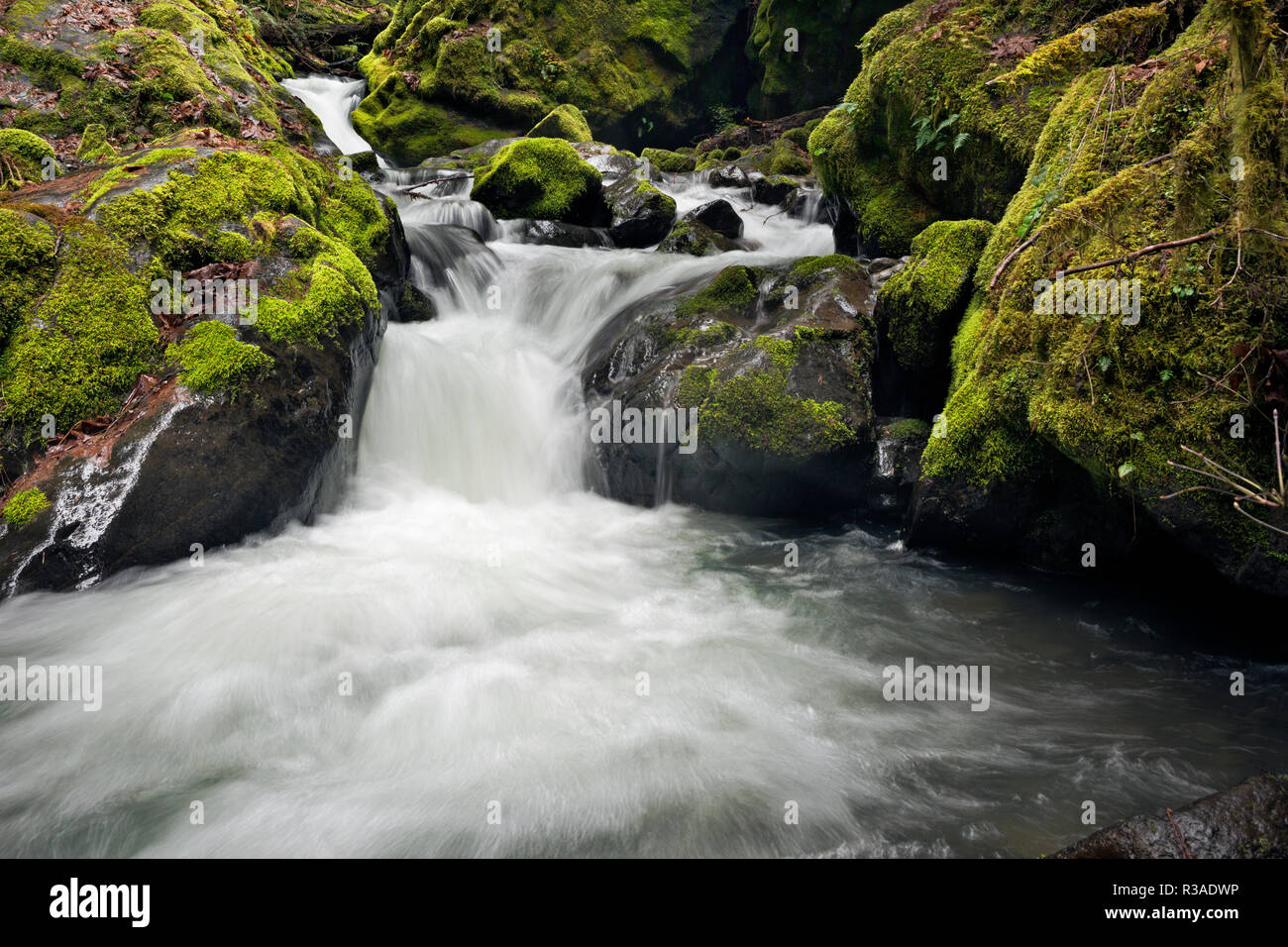 Ou02465-00...OREGON - Falls Creek en ordre décroissant d'un chenal étroit entre les rochers couverts de mousse dans la forêt nationale d'Umpqua. Banque D'Images