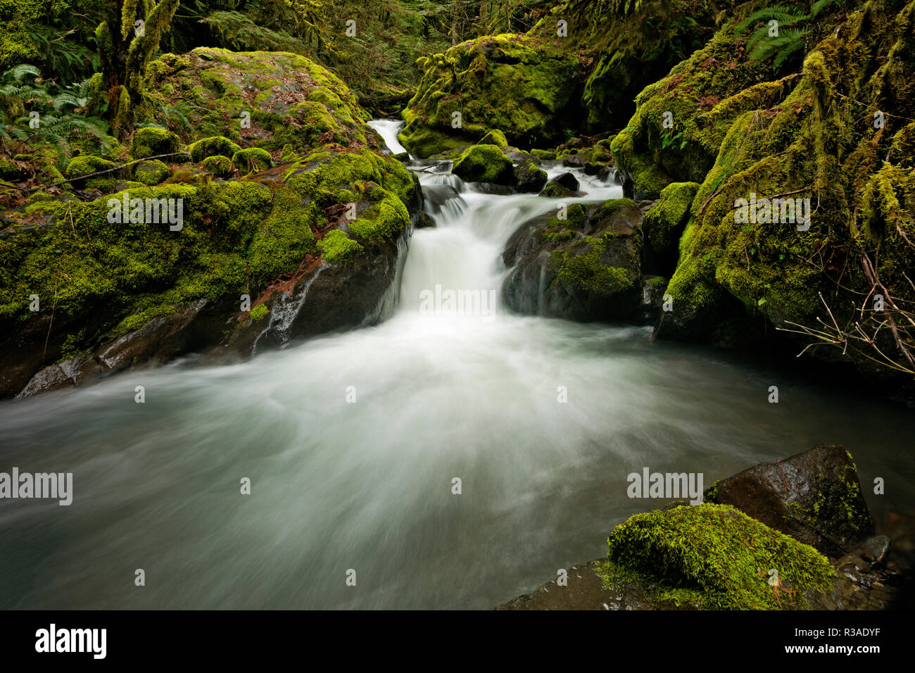 Ou02466-00...OREGON - Falls Creek en ordre décroissant d'un chenal étroit entre les rochers couverts de mousse dans la forêt nationale d'Umpqua. Banque D'Images
