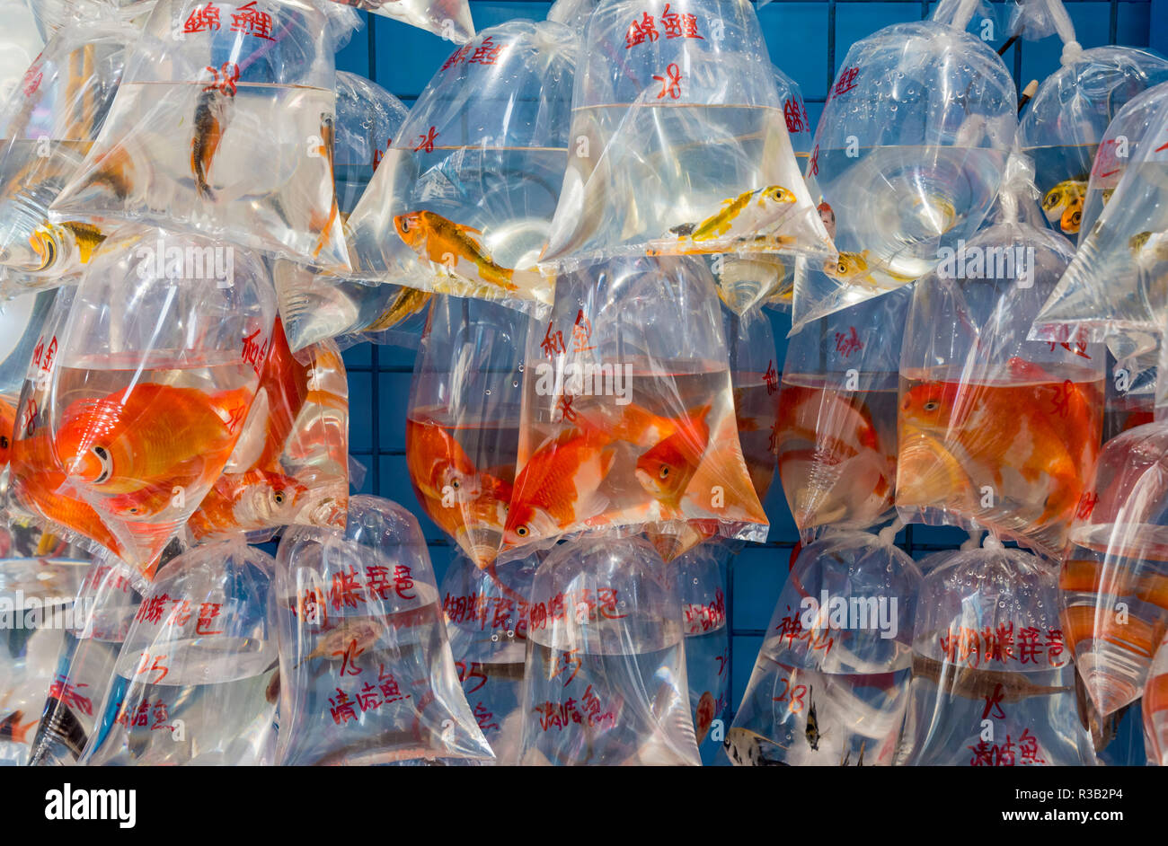 Les poissons dans des sacs suspendus à un rack dans un magasin au marché le poisson rouge le long de Tung Choi Street, Mong Kok, Hong Kong Banque D'Images