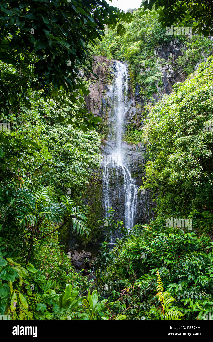 Makahiku tombe dans la végétation verte, Parc National de Haleakalā, Maui, Hawaii, USA Banque D'Images