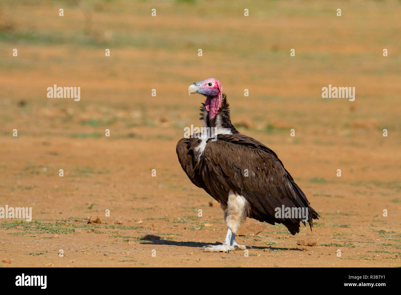 Nubian (Platycnemis pennipes), Erindi Réserver, Namibie Banque D'Images