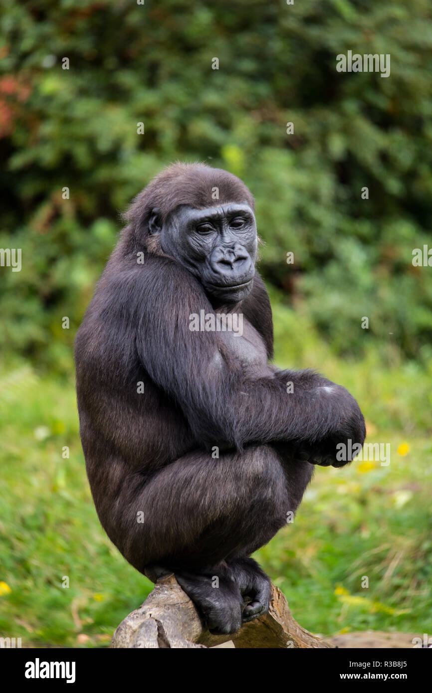 Gorille de plaine de l'ouest (Gorilla gorilla gorilla), assis, captive, parc du singe, Pays-Bas Banque D'Images