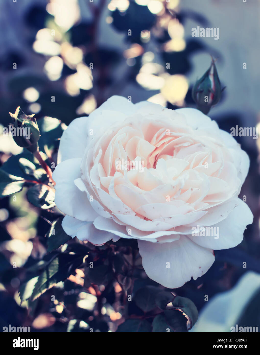 Alamy