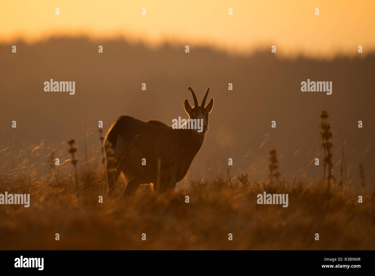 Chamois (Rupicapra rupicapra) au coucher du soleil, la Bresse, Vosges, France Banque D'Images