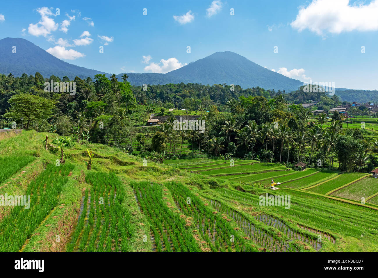 Paysage de rizières en terrasses de Jatiluwih à Tabanan, Bali ...