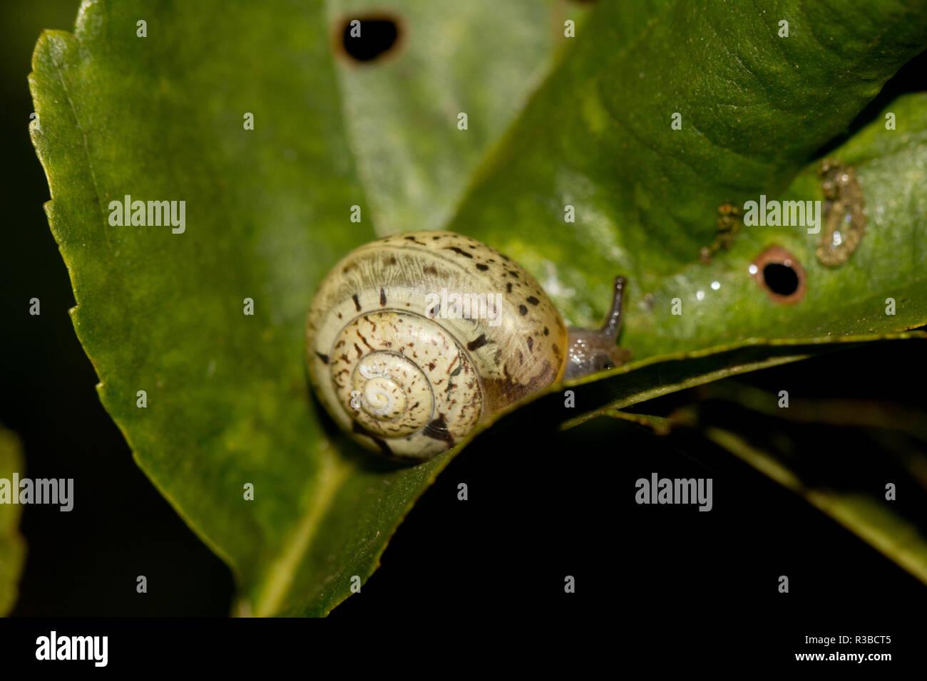 L'escargot de respiration de l'air Banque D'Images