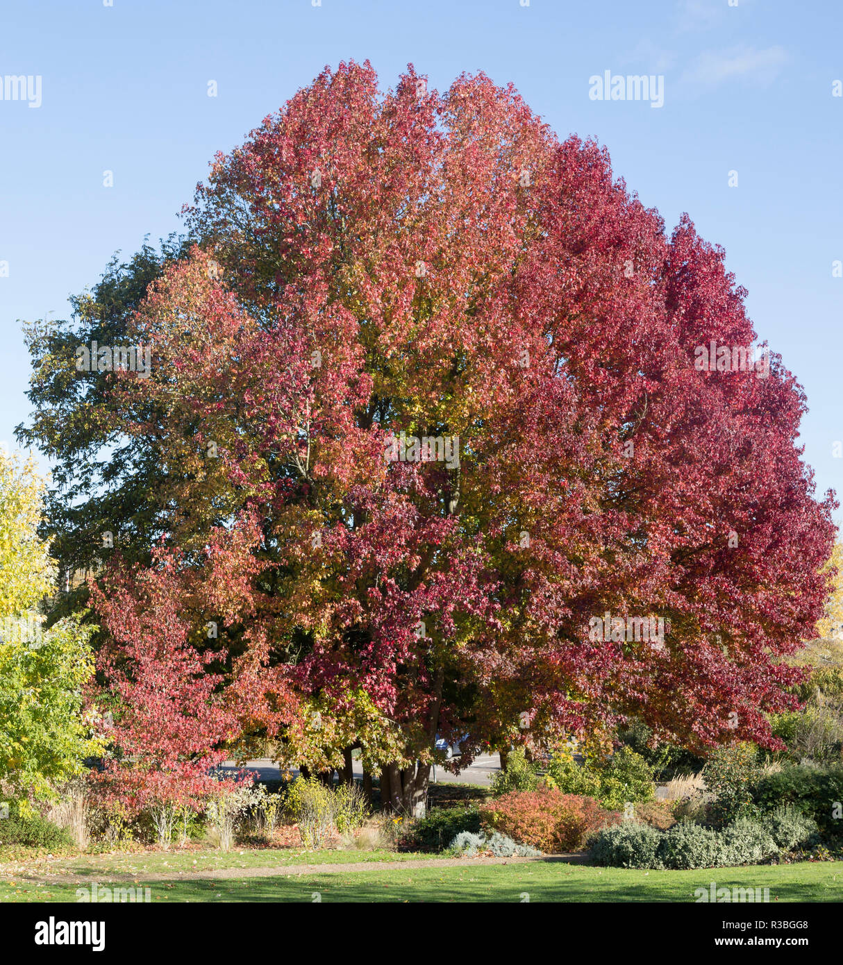 Liquidambar styraciflua copalme d'Amérique, ou en automne leaf redgum, feuillage, Woodbridge, Suffolk, Angleterre, RU Banque D'Images