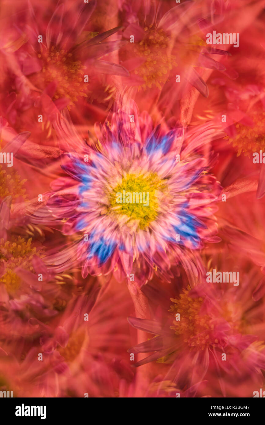 Une exposition multiple et rotations sur fleur. Banque D'Images