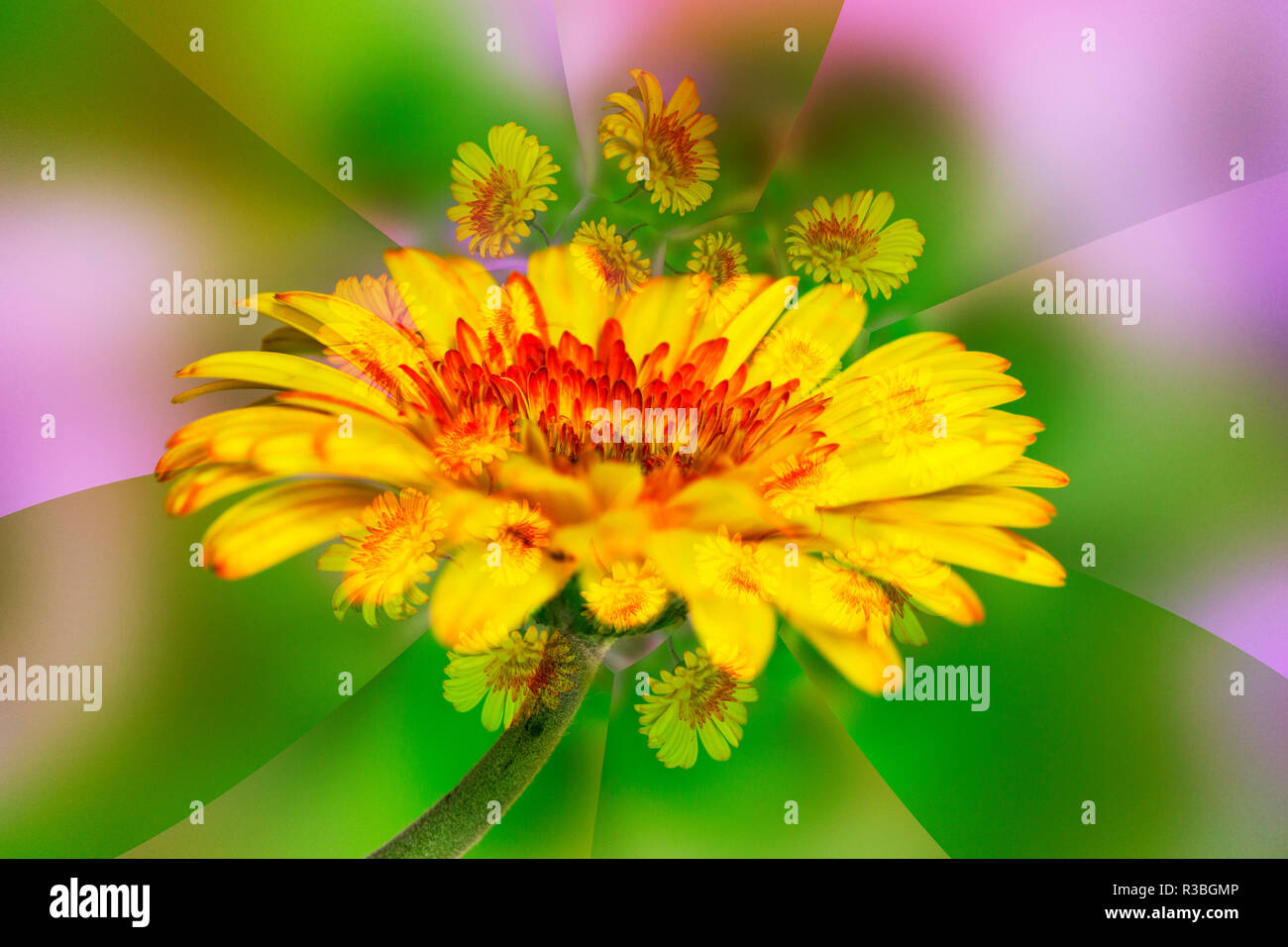 Gerber Daisy résumé Banque D'Images