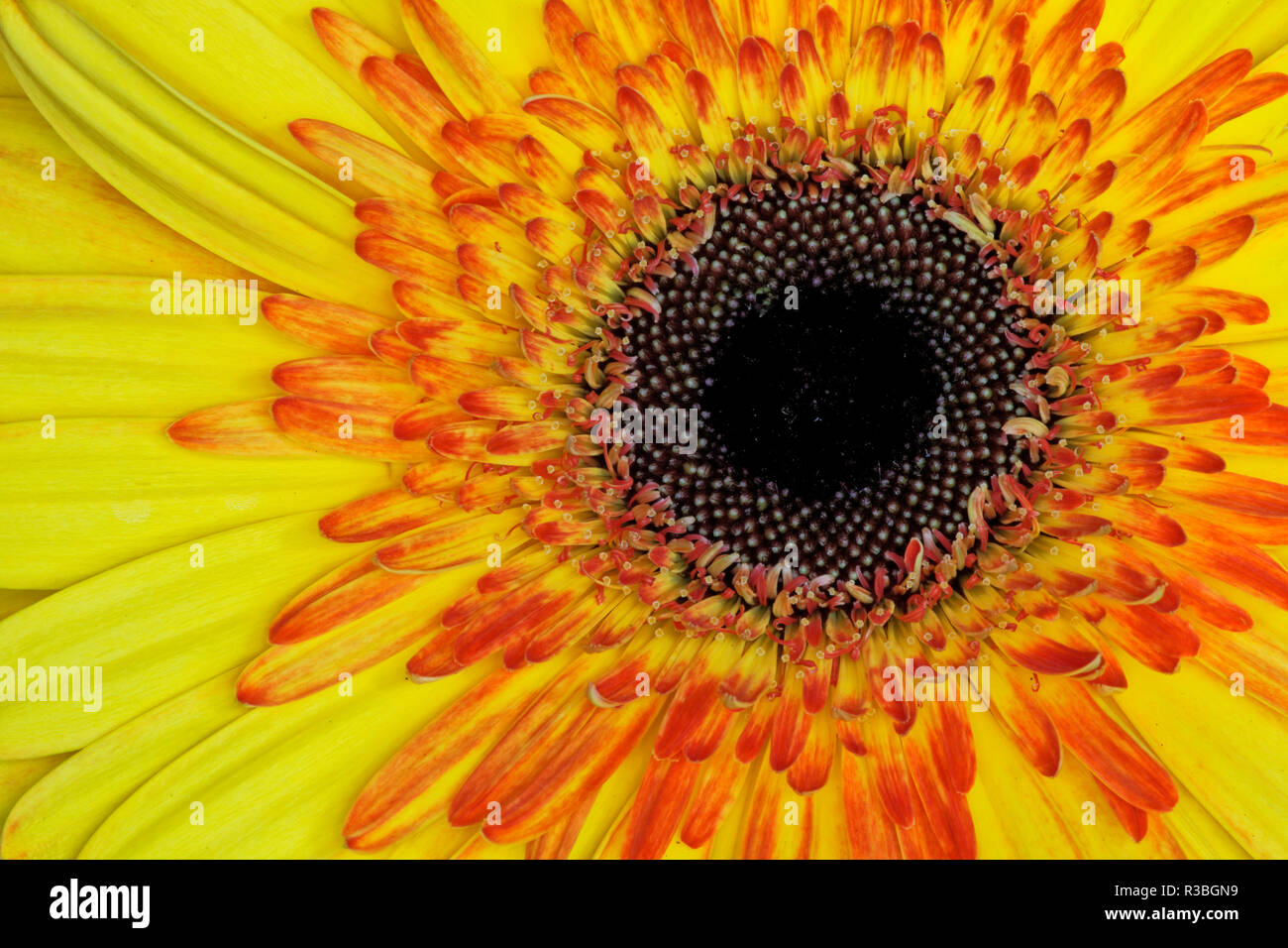 Daisy de Gerber Banque D'Images