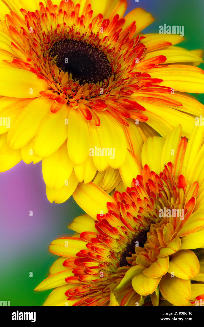 Daisy de Gerber Banque D'Images