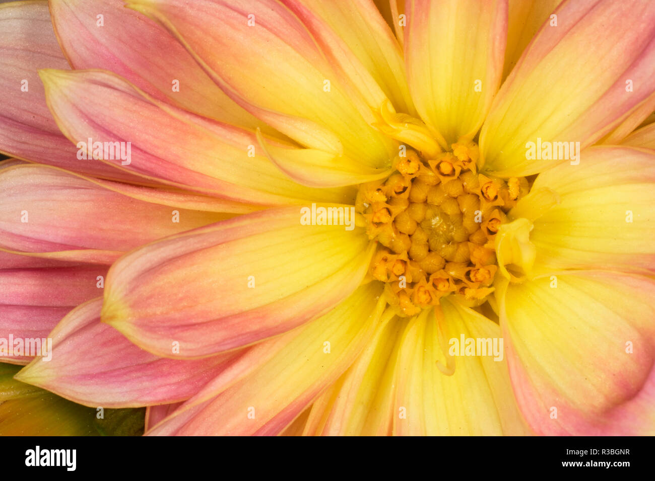 Close-up of Dahlia fleur Banque D'Images