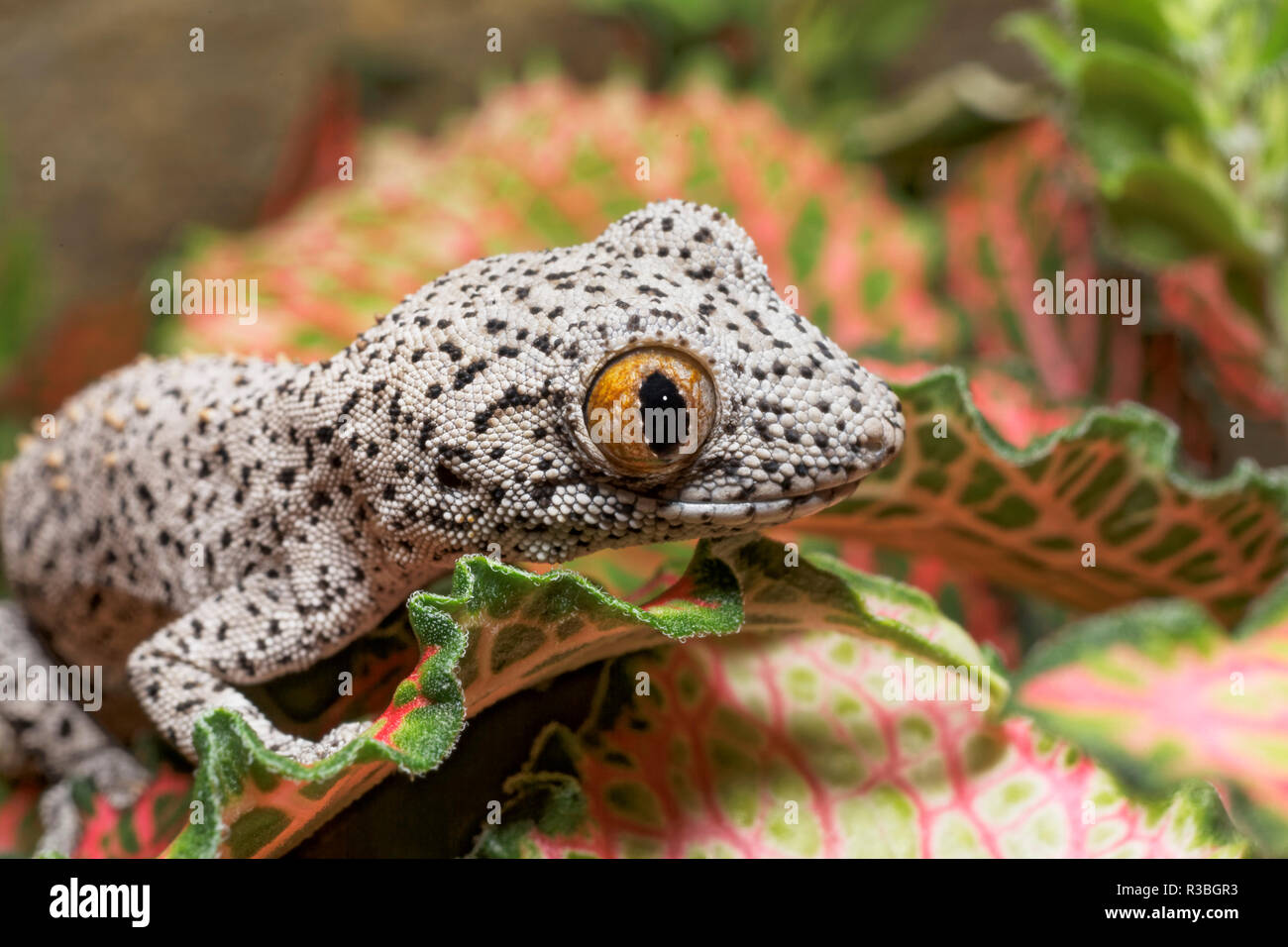 Gecko close-up Banque D'Images