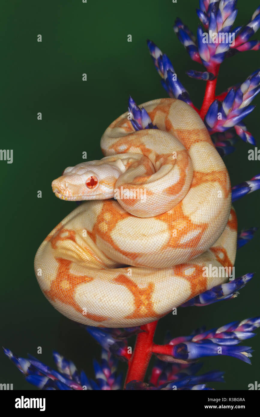 Boa Albinos Sur Le Fond Noir Photo stock - Image du herpétologie