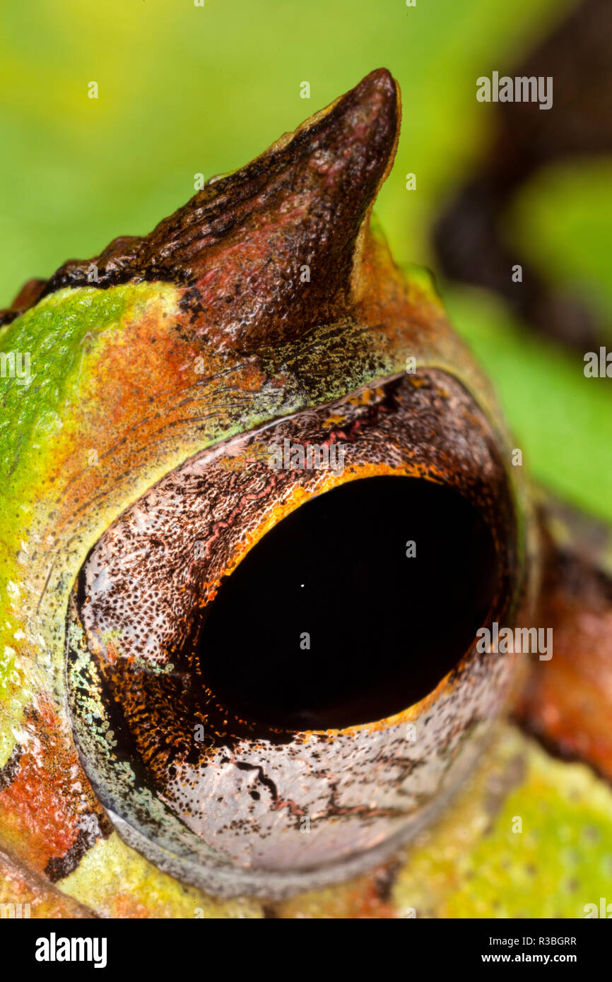 Grenouille Pac-Man cornu close-up, Ceratophrys Banque D'Images