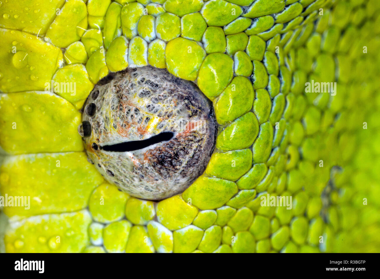 Green Tree python Morelia viridis, globe oculaire Banque D'Images