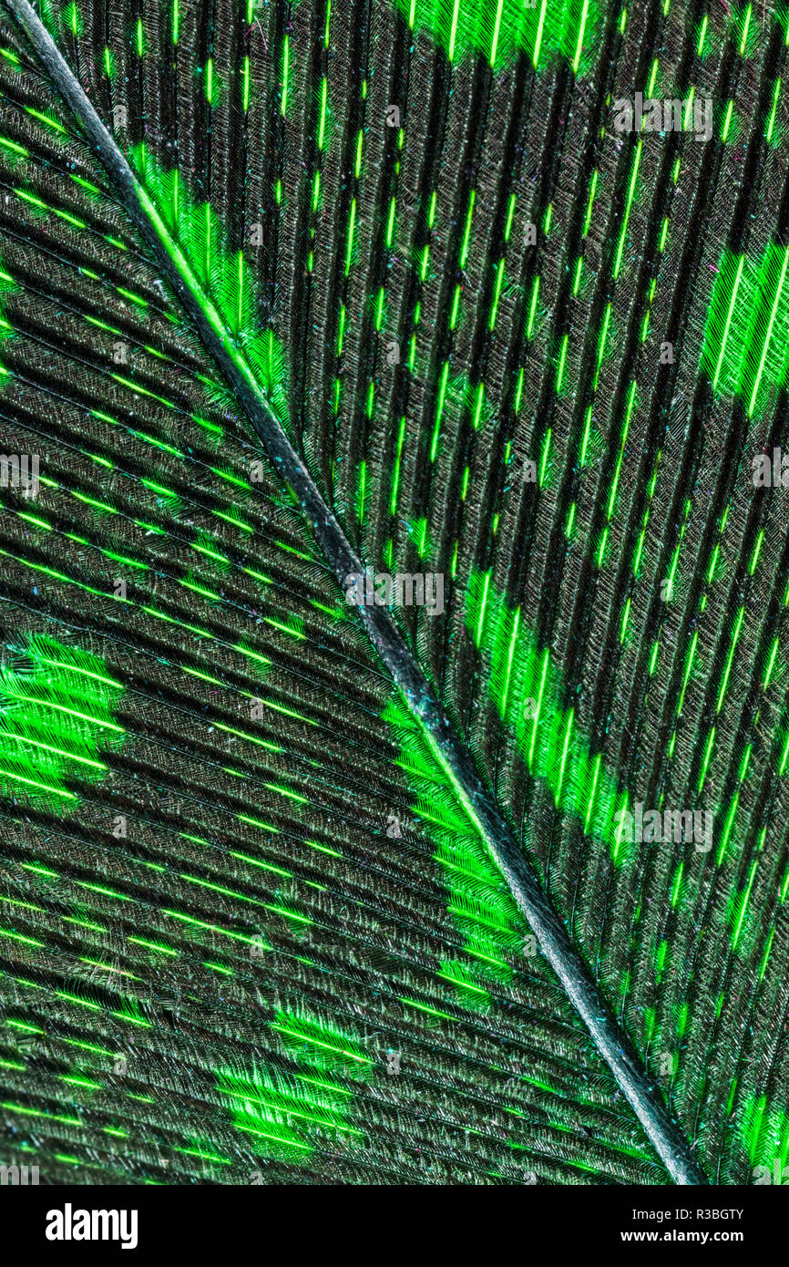 Motif de plumes colorées. Banque D'Images