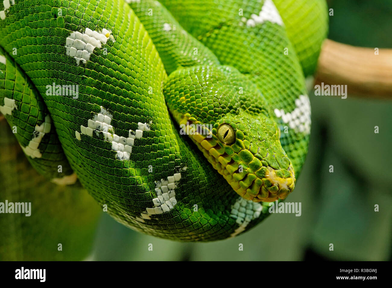 Green Tree python, Morelia viridis, originaire de Guinée et l'Indonésie Banque D'Images