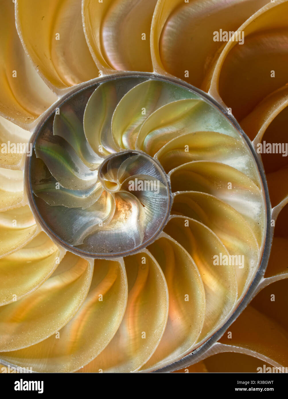 Motif de coquille de Nautile chambré, Nautilus belauensis Banque D'Images