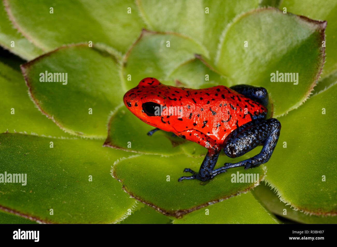 Blue-jeans ou Strawberry dart frog, Oophaga pumilio, commun à l'Amérique  centrale Photo Stock - Alamy