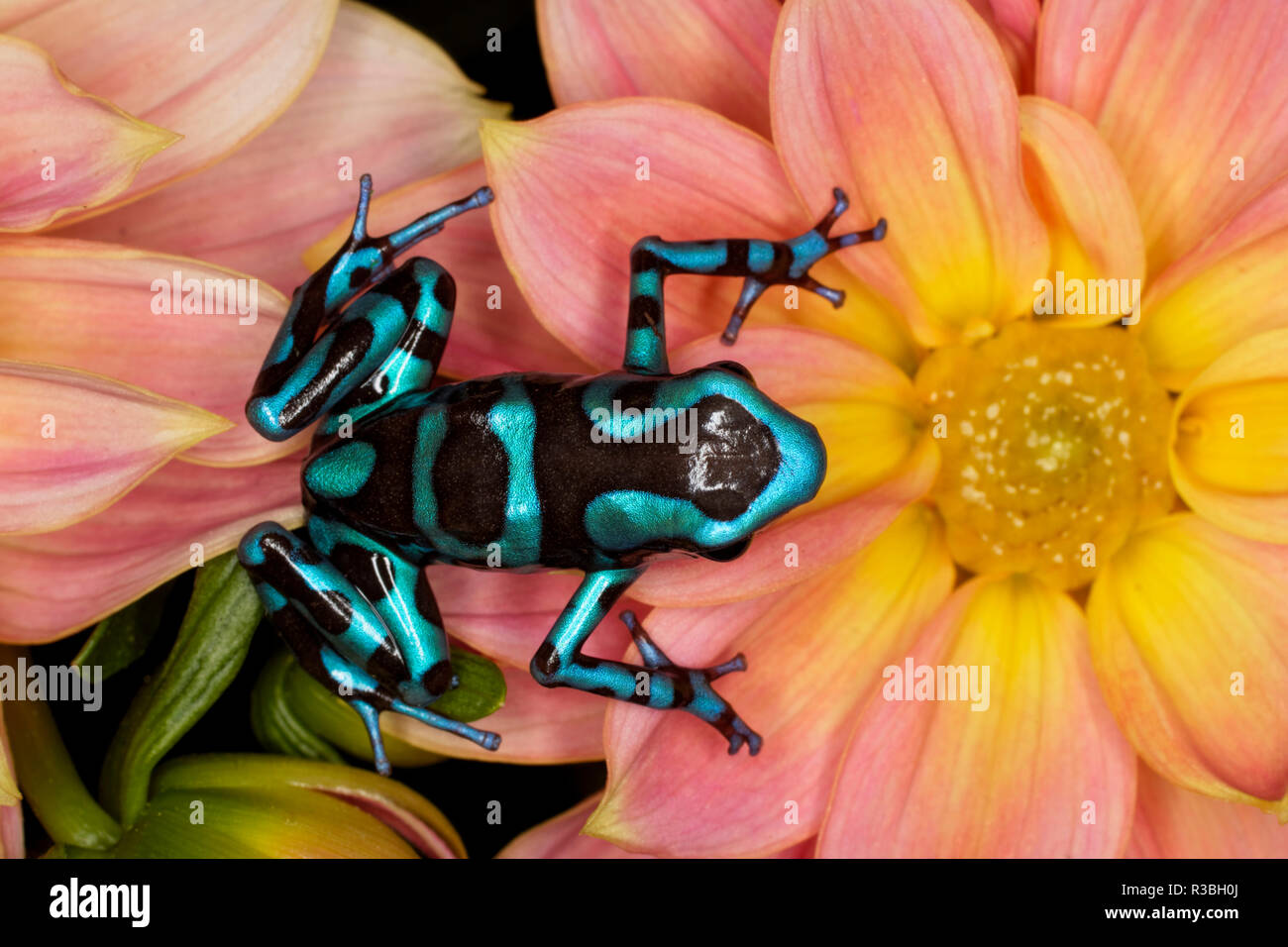 Bleu et Noir Dart frog, Dendrobates auratus, Banque D'Images