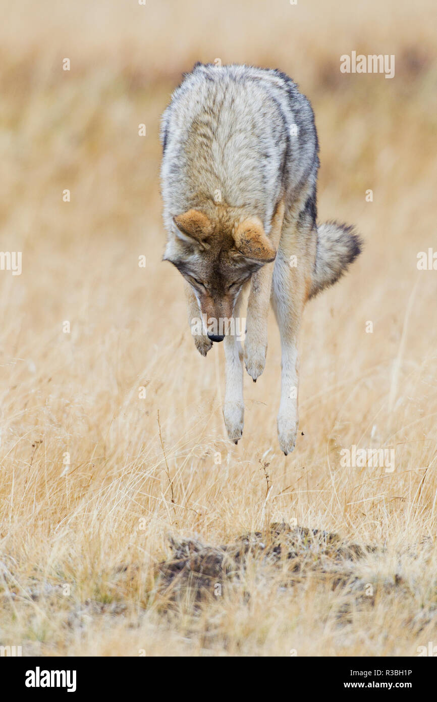 Chasse du coyote Banque D'Images