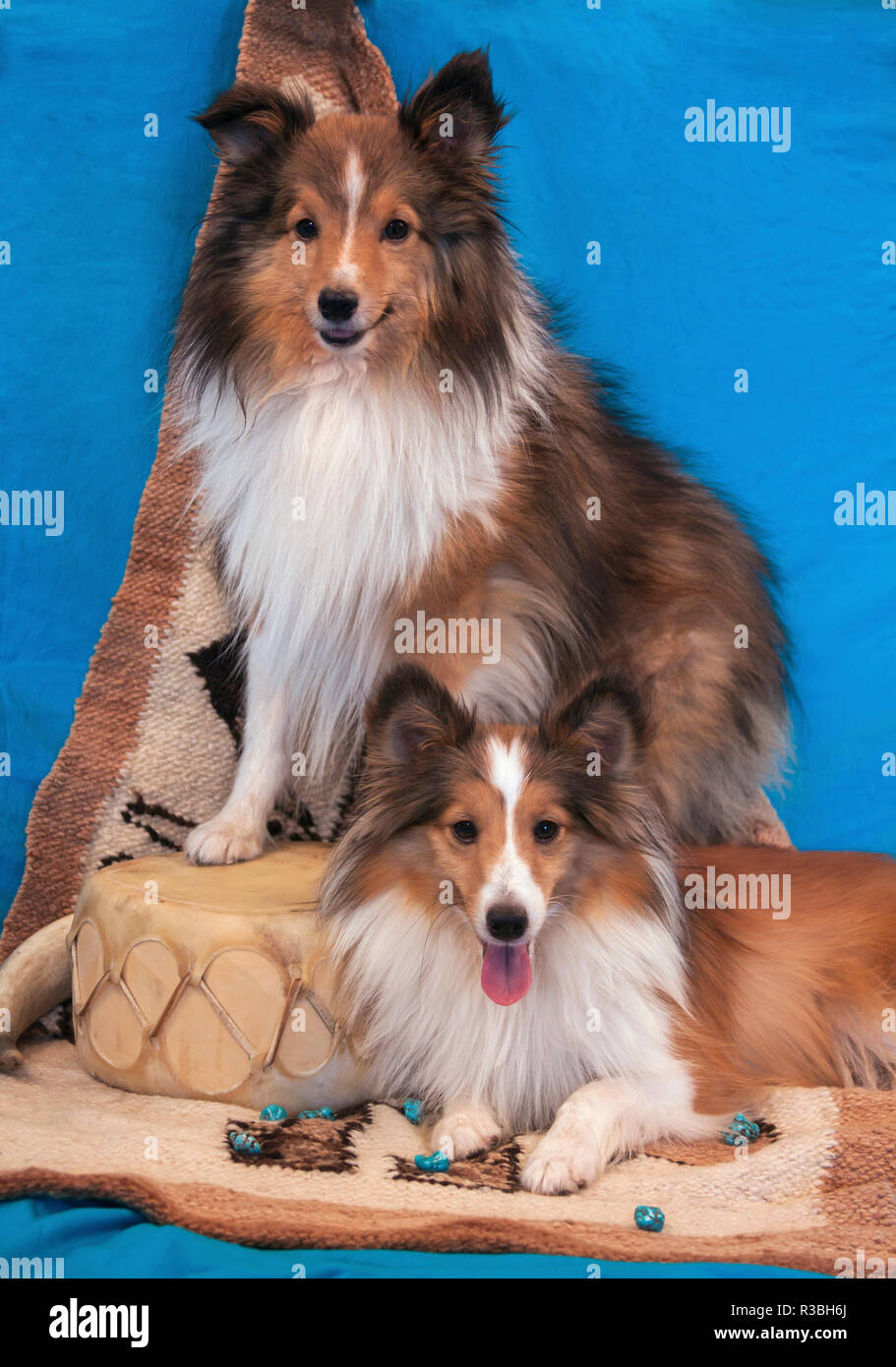 Shetland Sheepdogs posing (PR) Banque D'Images