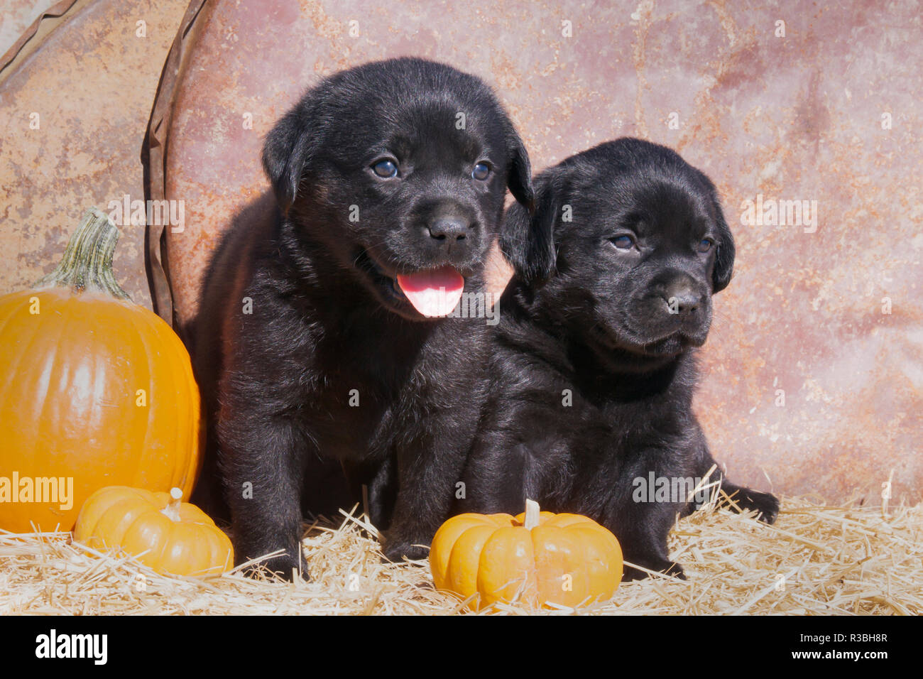 Chiots Labrador noir assis sur une balle de foin avec des citrouilles (PR) Banque D'Images
