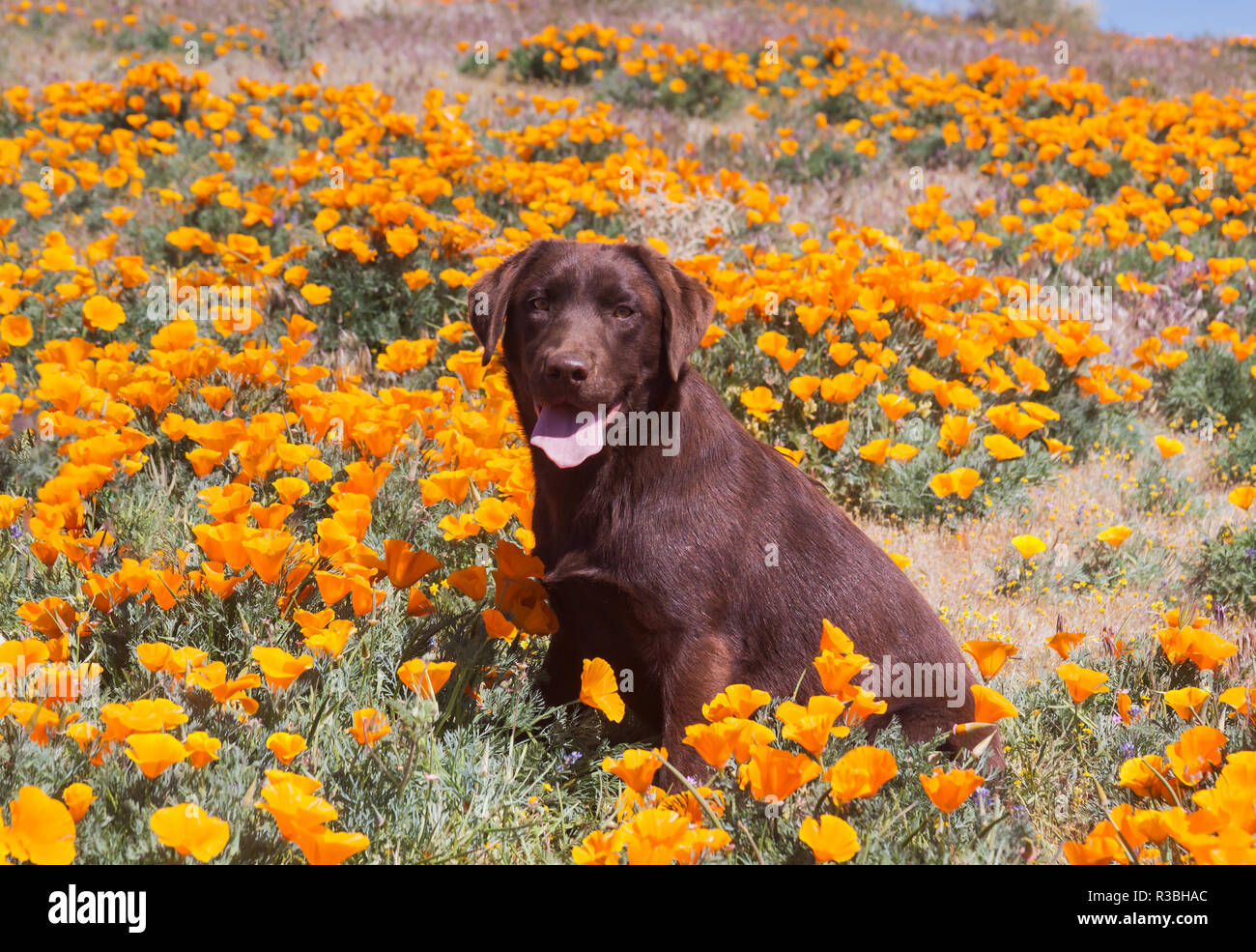 Labrador Retriever chocolat assis dans un champ de coquelicots (PR) Banque D'Images