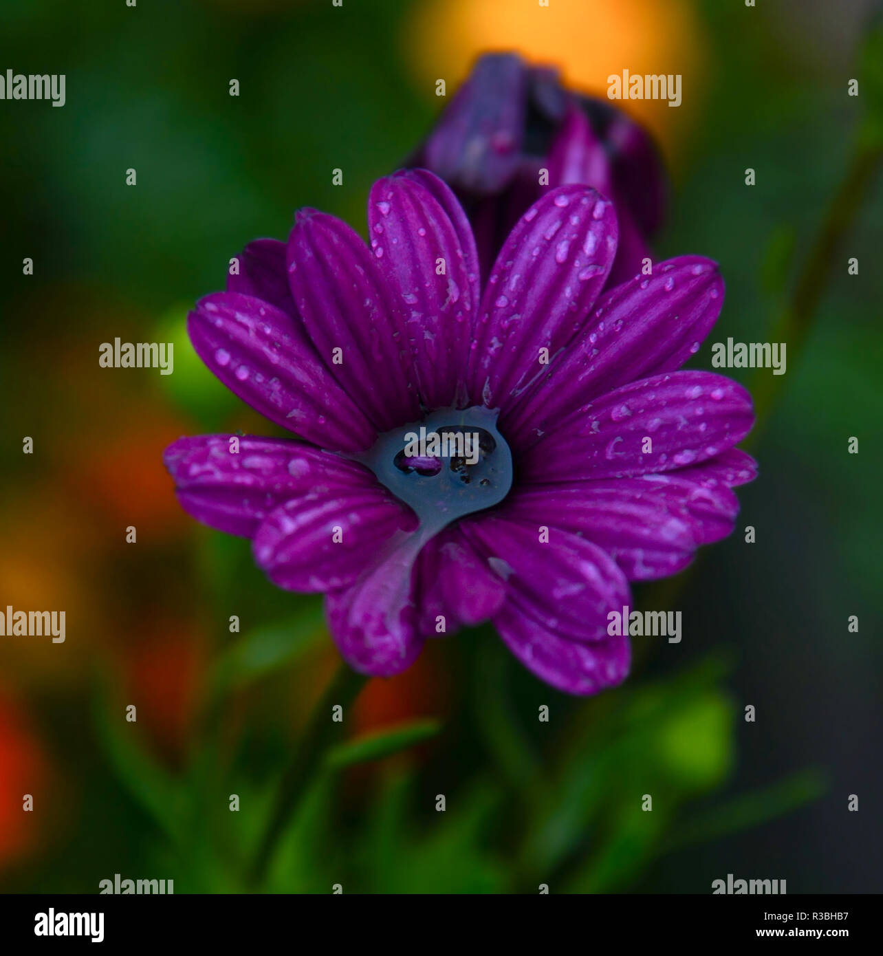 Fleurs Violet Vif Avec De Leau Dans Le Cœur Et De Gouttes