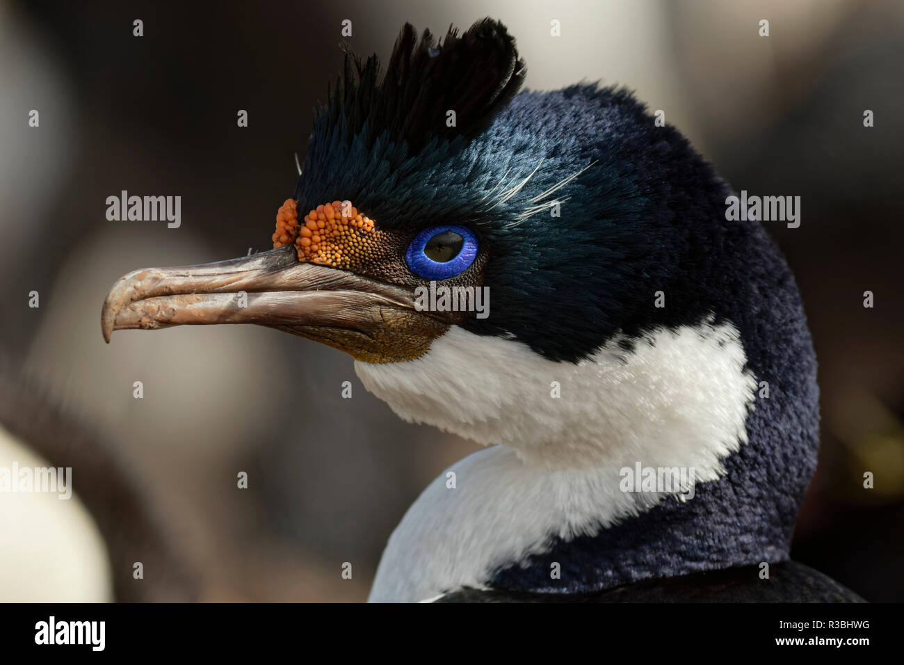 Leucocarbo atriceps Shag, impériale, Îles Falkland Banque D'Images