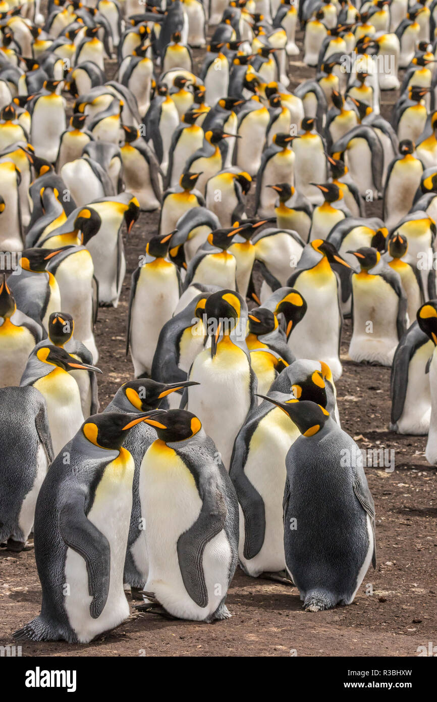 Îles Falkland, East Falkland. Le roi colonie de pingouins. Banque D'Images