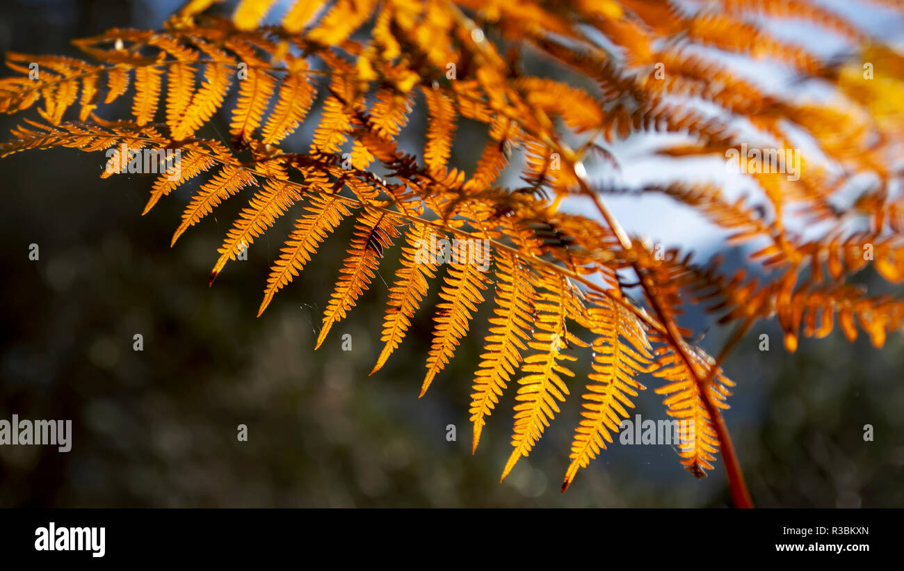 Fiery fougères dans un flou sur l'éclairage arrière-plan sombre. Litochoro. Grèce Banque D'Images