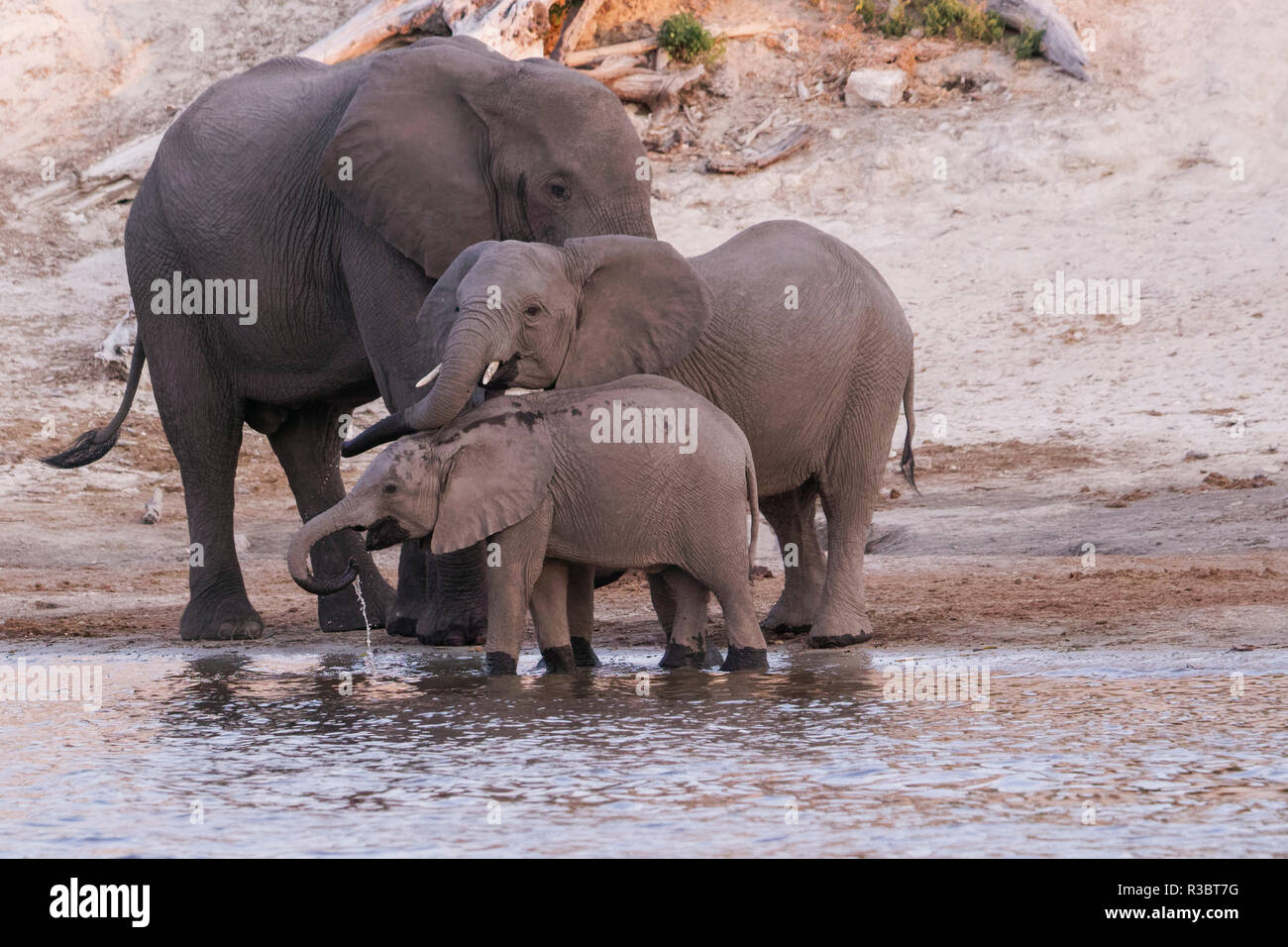 Une famille d'éléphants (Loxodonta Africana) boissons et est actualisée automatiquement dans la rivière Chobe, Chobe National Park, Botswana, Africa. Banque D'Images