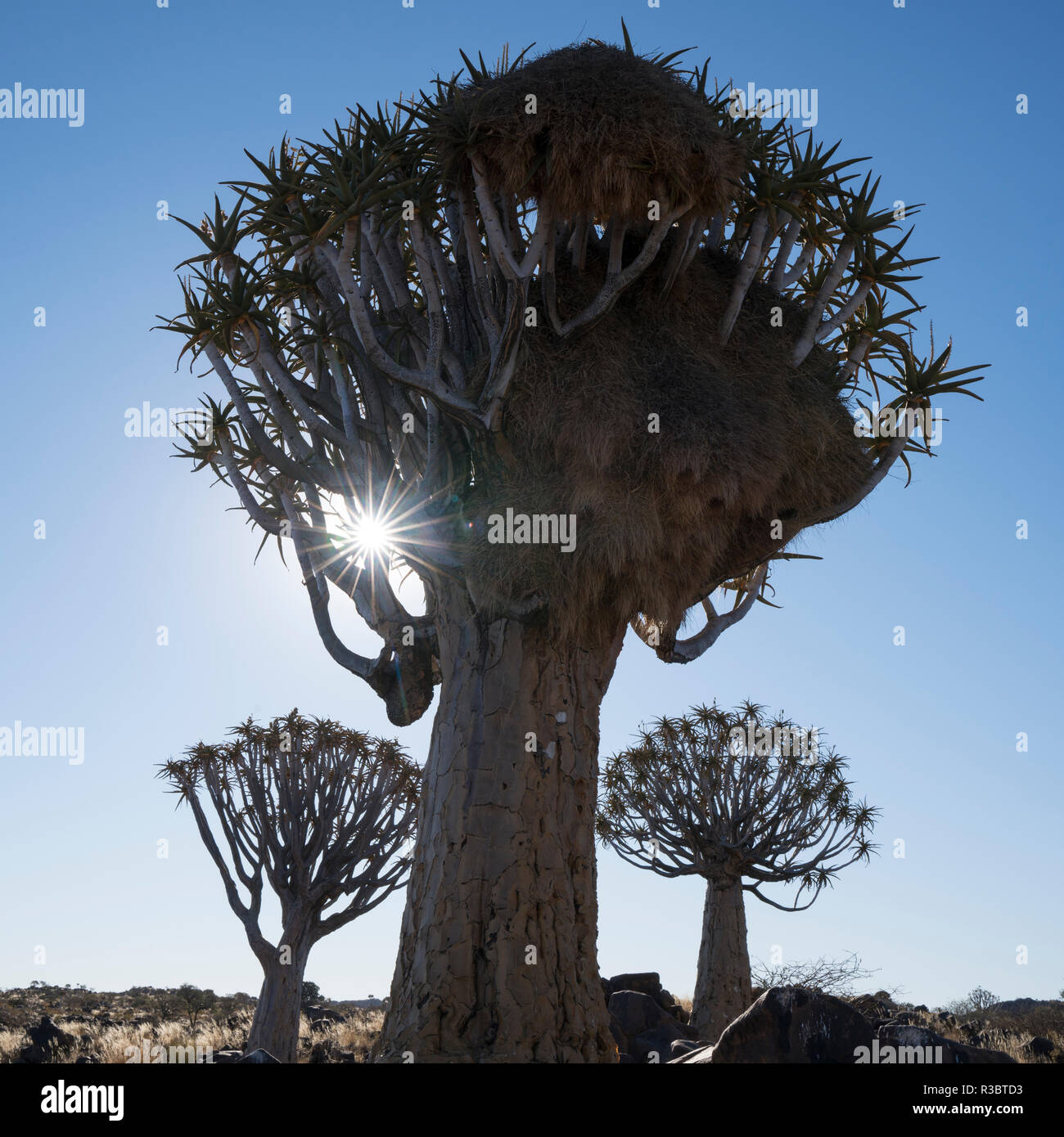 La Namibie. Un carquois tree, en réalité un aloès géant, l'aloe dichotoma, dans la région. Keetmanshoop Banque D'Images