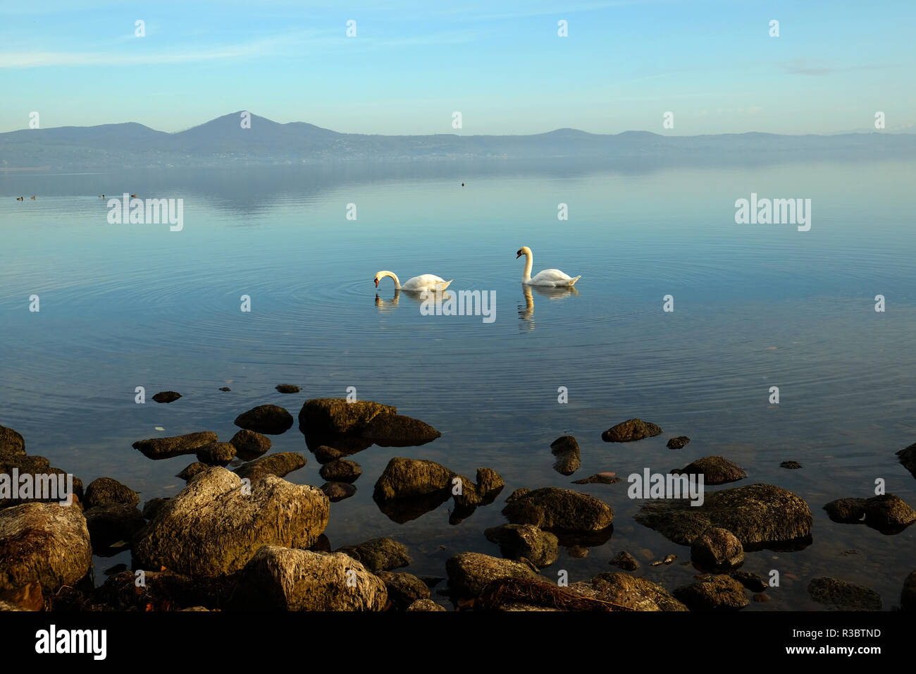 Deux cygnes nager sur le lac de Bracciano, Italie Banque D'Images