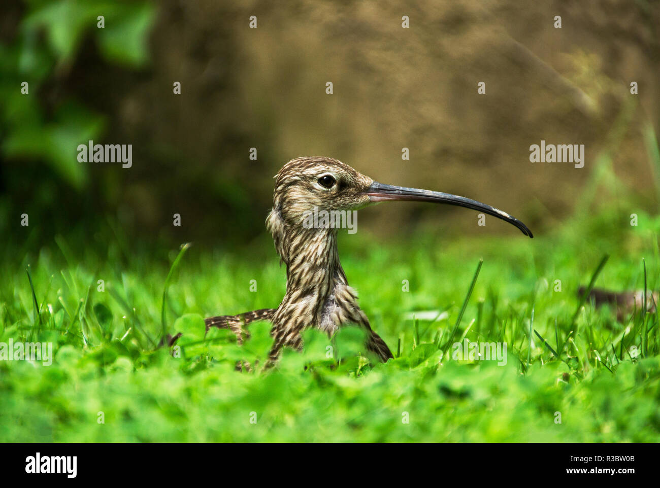 Le Courlis esquimau (Numenius arquata) est sans équivoque avec est très longue panneaux bill.En hiver ses un oiseau de la rive et de vasières. Banque D'Images