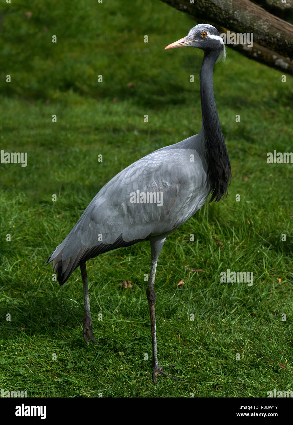 La grue Demoiselle (Anthropoides virgo) est la plus petite des grues et est maintenant seulement trouvé comme un vagabond pour certaines régions du sud de l'Europe. Banque D'Images