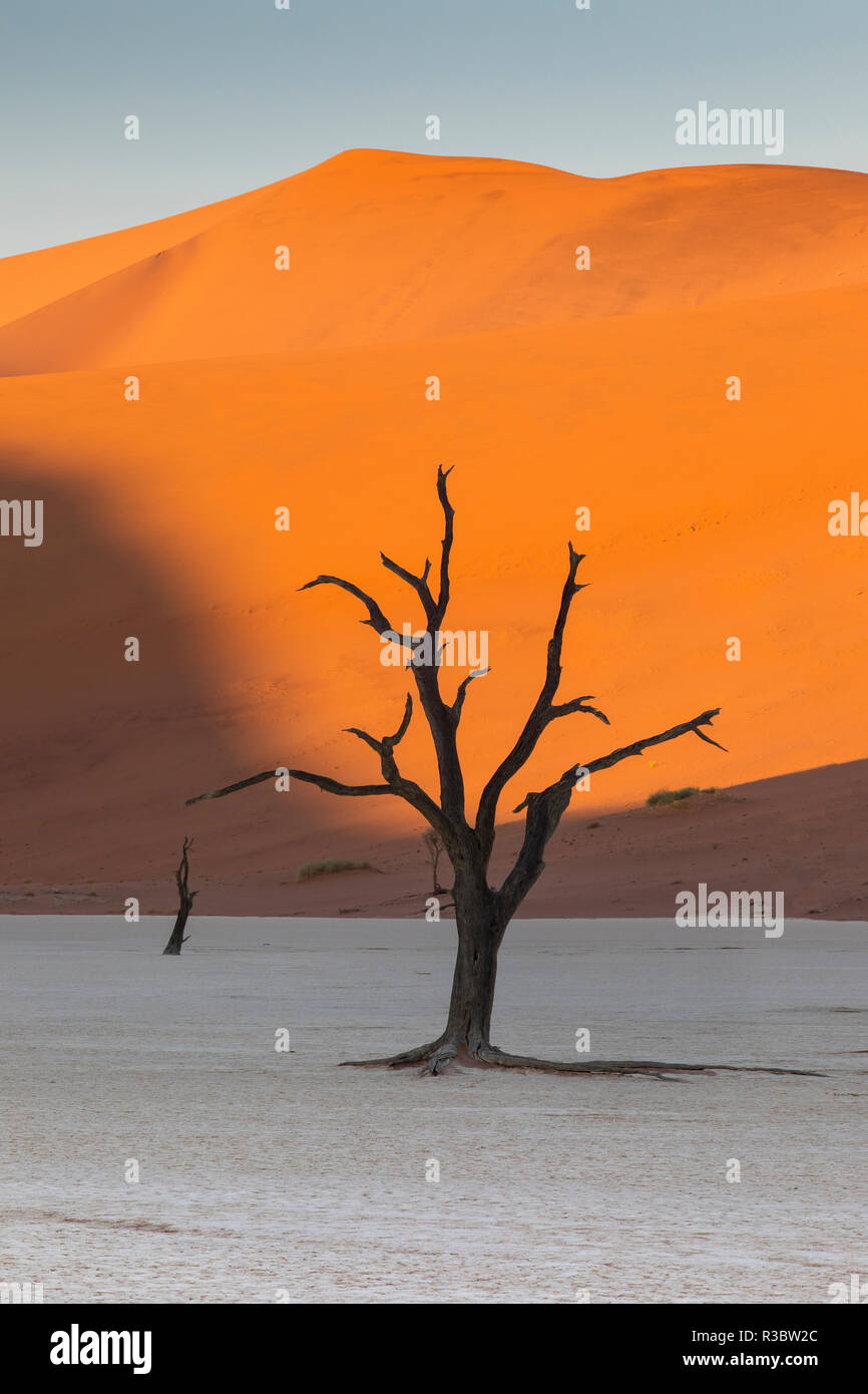 La silhouette des arbres morts, à Deadvlei Sossusvlei, Namibie Banque D'Images