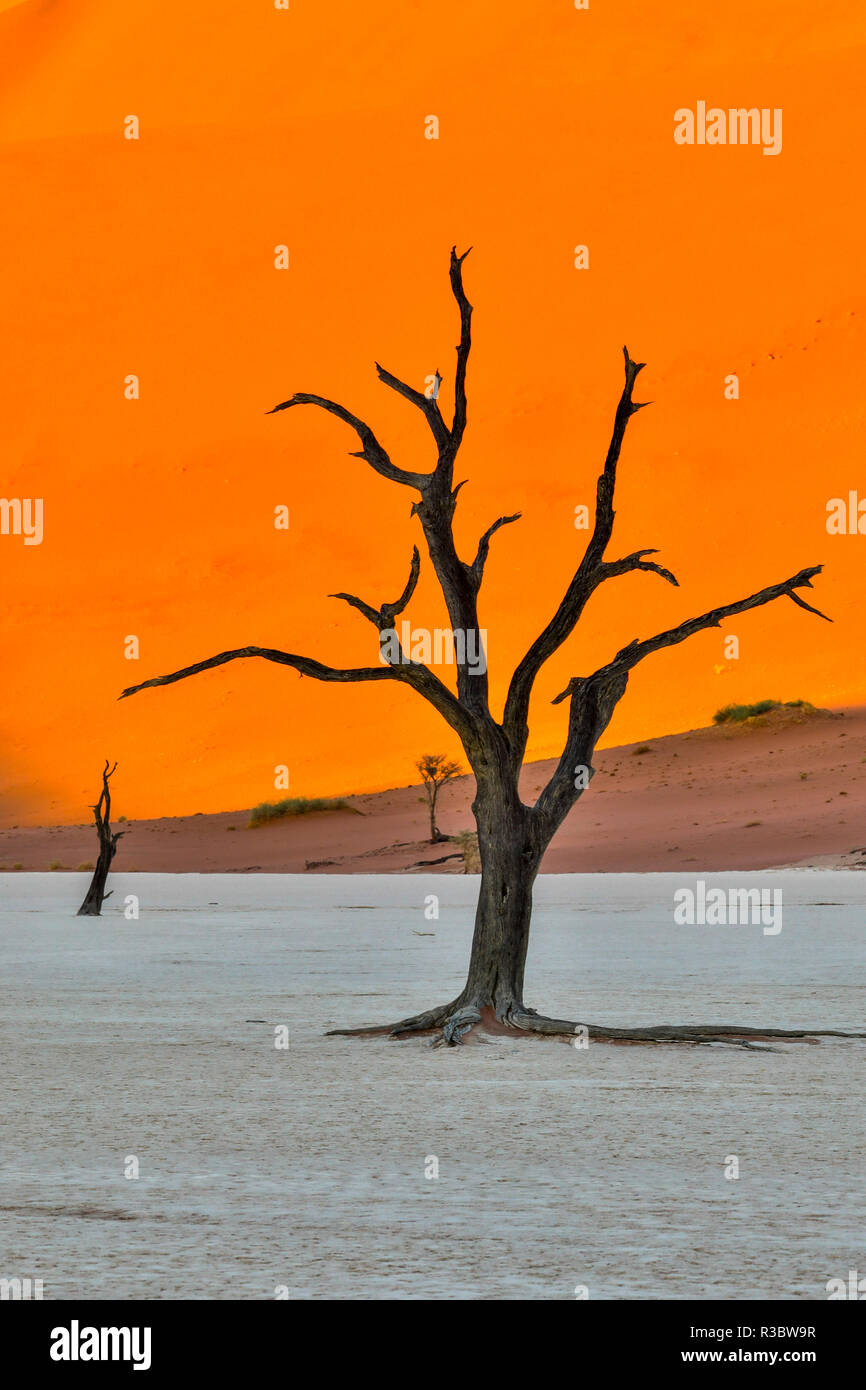 L'Afrique, la Namibie, Sossusvlei. Dead acacia arbres dans l'argile blanc Pan au Deadvlei dans la lumière du matin Banque D'Images