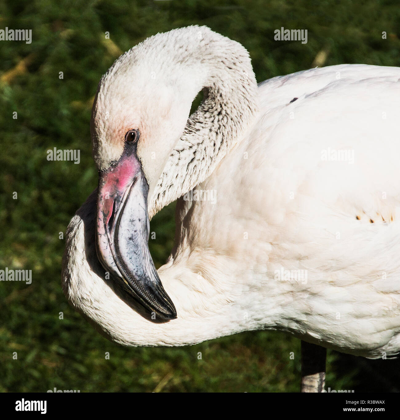 Flamant rose (Phoenicopterus ruber roseus).Un oiseau immature.La couleur rose vient de leur restauration et il faut environ un an pour eux à la couleur. Banque D'Images