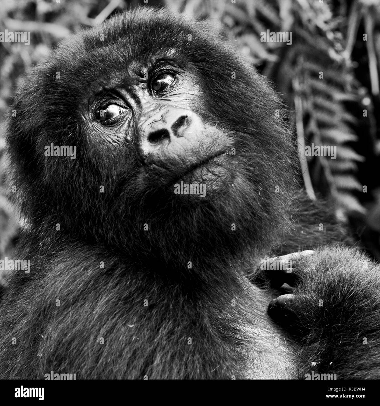 Les montagnes des Virunga, Rwanda, Afrique. Gorille de montagne. Banque D'Images
