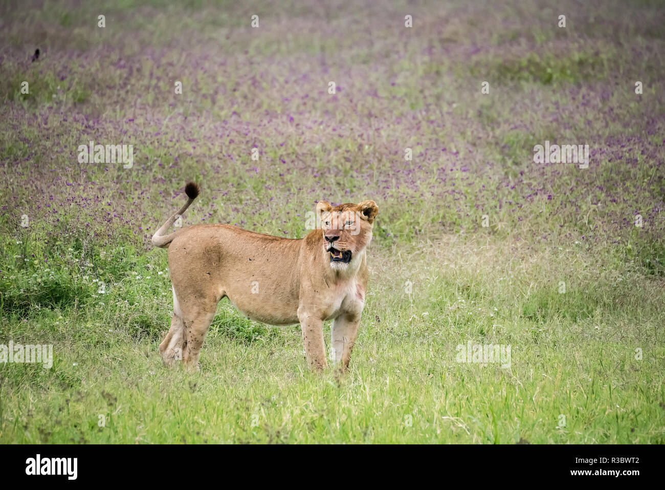 L'Afrique, Tanzanie. Lionne dans l'herbe fleurie. En tant que crédit : Jones & Shimlock / Jaynes Gallery / DanitaDelimont.com Banque D'Images