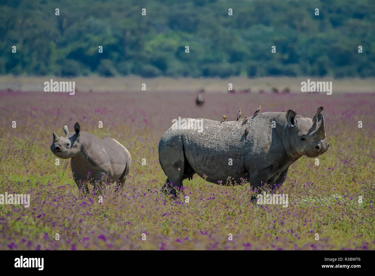 L'Afrique, Tanzanie. Mère Rhino et juvéniles. En tant que crédit : Jones & Shimlock / Jaynes Gallery / DanitaDelimont.com Banque D'Images