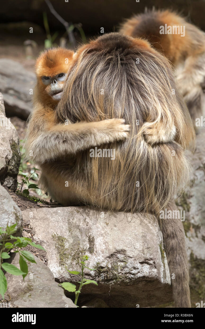 Chine, Province du Shaanxi, Foping Réserve naturelle nationale. Golden snub-nosed (Rhinopithecus roxellana singe, en voie de disparition). Hugs femme un homme. Banque D'Images