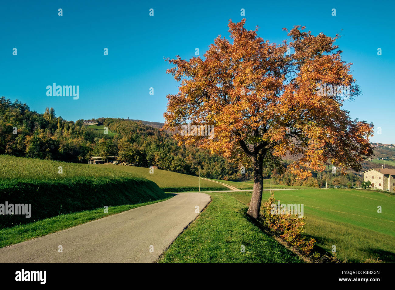 Paysage typique d'Automne dans le Nord de l'Apennin de chênes et de chemin rural. Province de Bologne, Emilie-Romagne, Italie. Banque D'Images