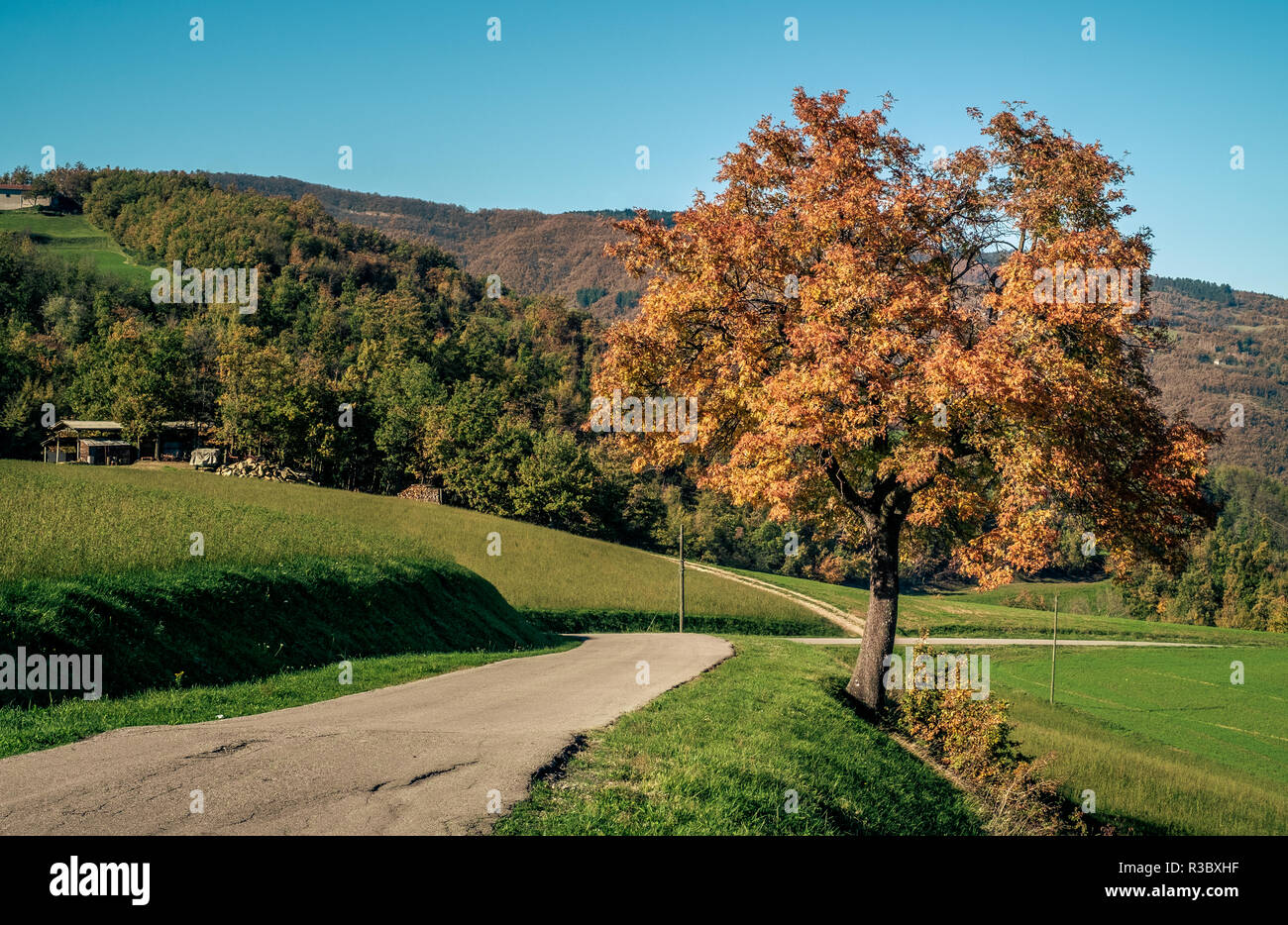 Paysage typique d'Automne dans le Nord de l'Apennin de chênes et de chemin rural. Province de Bologne, Emilie-Romagne, Italie. Banque D'Images