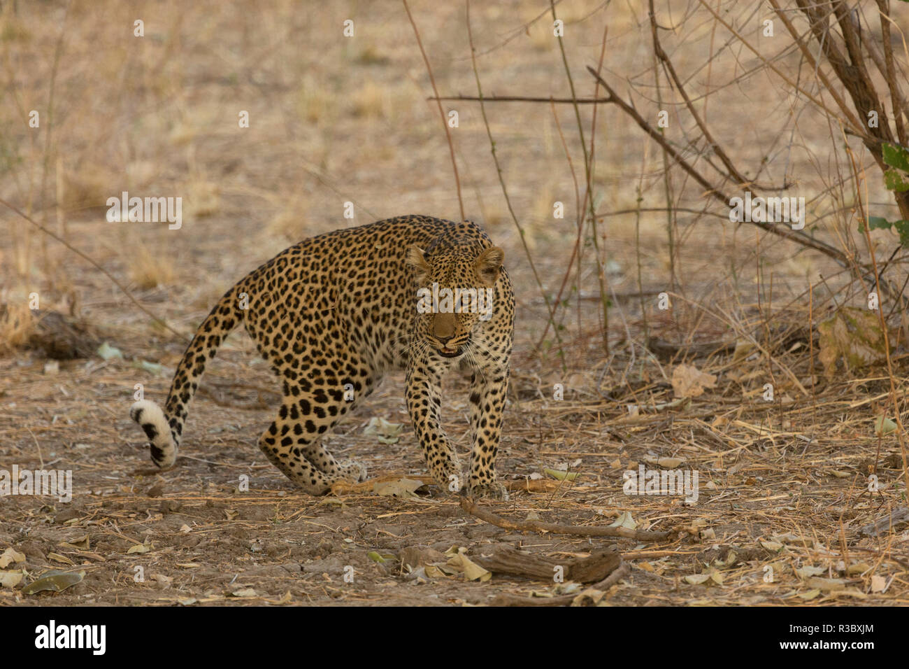 Leopard Safari Parc national de South Luangwa Zambie Afrique du Sud Banque D'Images